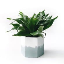 (預購) 莫蘭迪綠系列 | 阿波羅千年木 六邊形雙色水泥觀葉植栽