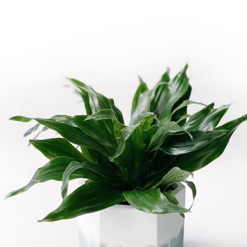 (預購) 莫蘭迪綠系列 | 阿波羅千年木 六邊形雙色水泥觀葉植栽
