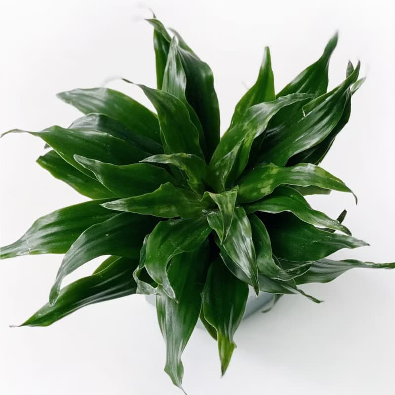 (預購) 莫蘭迪綠系列 | 阿波羅千年木 六邊形雙色水泥觀葉植栽