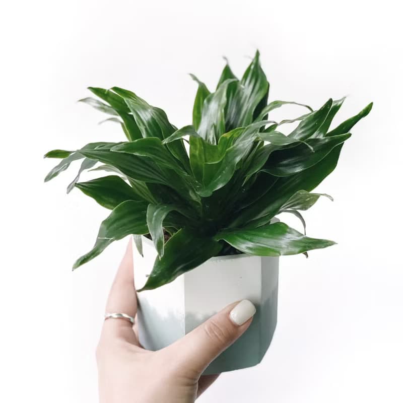 (預購) 莫蘭迪綠系列 | 阿波羅千年木 六邊形雙色水泥觀葉植栽