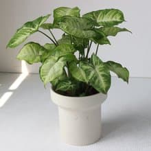 植栽 盆栽 l 綠精靈合果芋(中盆) 韓國煙囪款盆器 好看好養植栽
