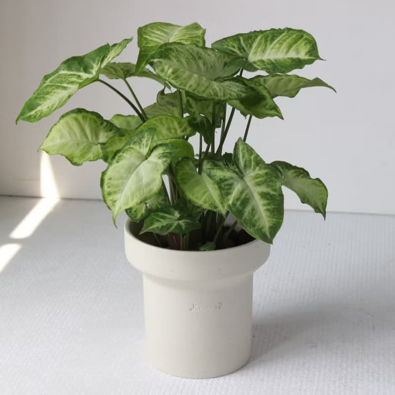 植栽 盆栽 l 綠精靈合果芋(中盆) 韓國煙囪款盆器 好看好養植栽