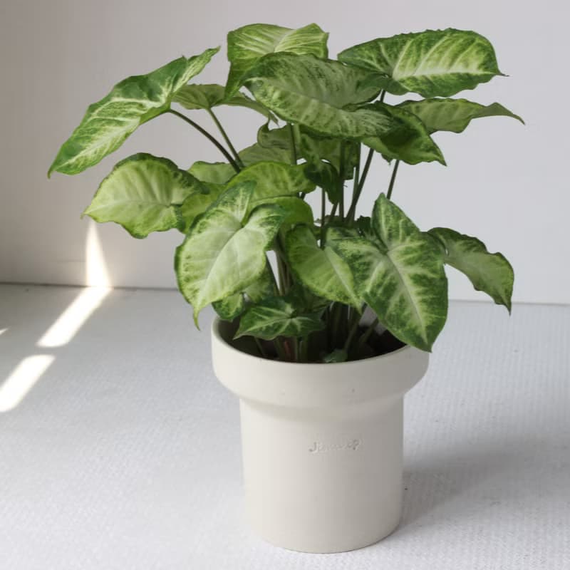 植栽 盆栽 l 綠精靈合果芋(中盆) 韓國煙囪款盆器 好看好養植栽