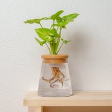 金玉合果芋 三角水耕盆栽 室內植物 觀葉植物 禮物 水培