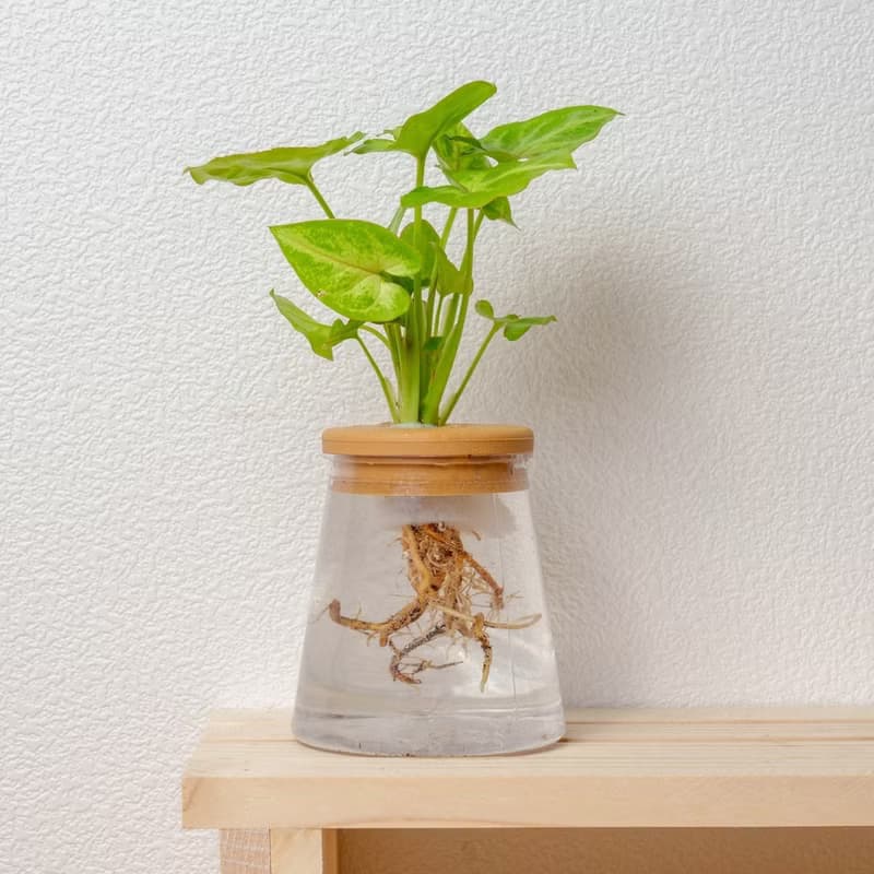 金玉合果芋 三角水耕盆栽 室內植物 觀葉植物 禮物 水培