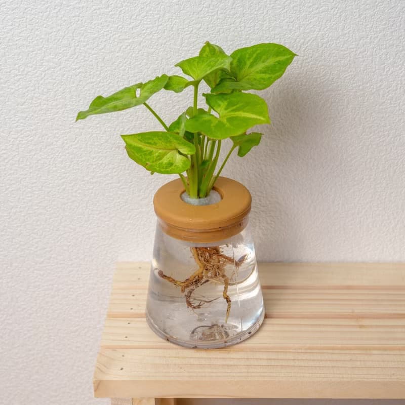 金玉合果芋 三角水耕盆栽 室內植物 觀葉植物 禮物 水培