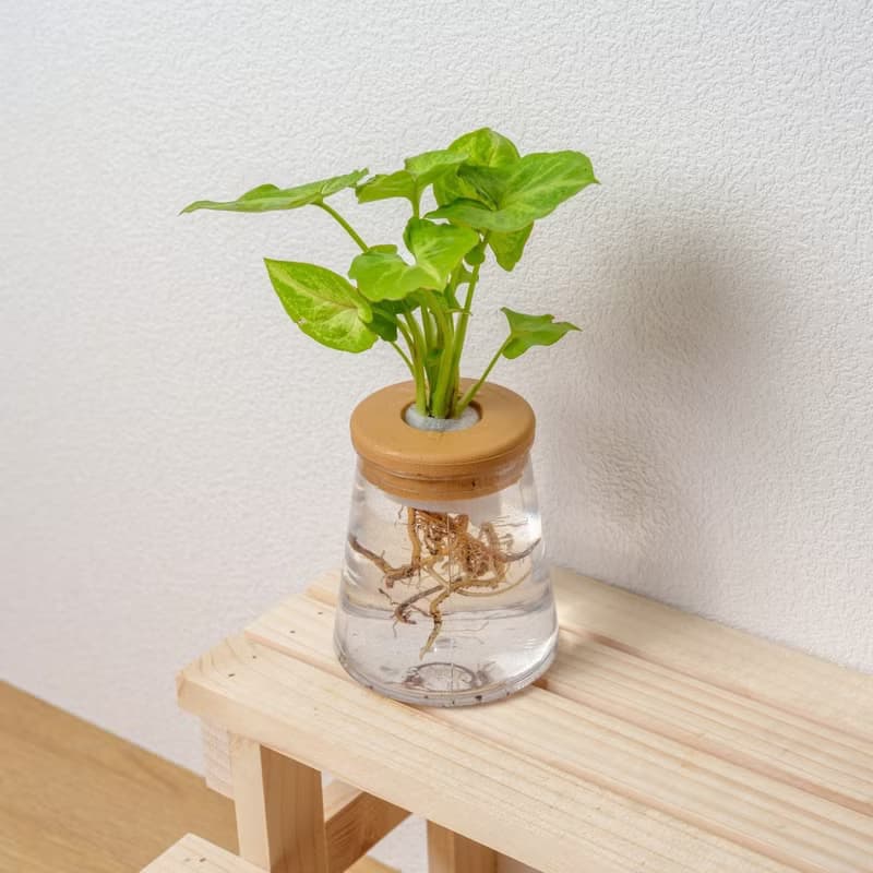 金玉合果芋 三角水耕盆栽 室內植物 觀葉植物 禮物 水培