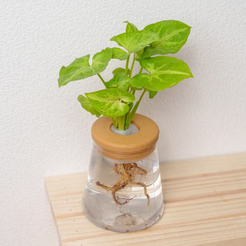金玉合果芋 三角水耕盆栽 室內植物 觀葉植物 禮物 水培