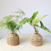 水培植栽│大理石合果芋_室內植物 辦公室盆栽  植栽 盆栽 水耕