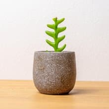 鯊魚劍 桌上型水泥盆栽 觀葉植物 禮物 盆栽 交換禮物 辦公室小物