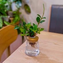 翡翠椒草 三角水耕盆栽 室內植物 觀葉植物 禮物 水培