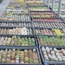 【荳荳多肉】【仙人掌1吋隨機出貨5顆】喬遷│送禮│多肉植物