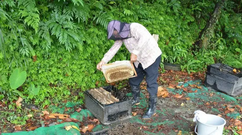 野生森林紅淡花蜂蜜紅淡花蜜 850gX1+送禮用袋子(袋子顏色隨機)