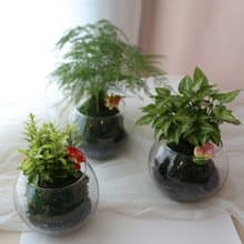 PD30玻璃苔蘚球 / 苔球植物  生態缸 室內盆栽 多肉植物