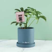 教師禮【謝師葉】感恩盆栽/鵝掌木(含花插小卡)桌上植栽/療癒