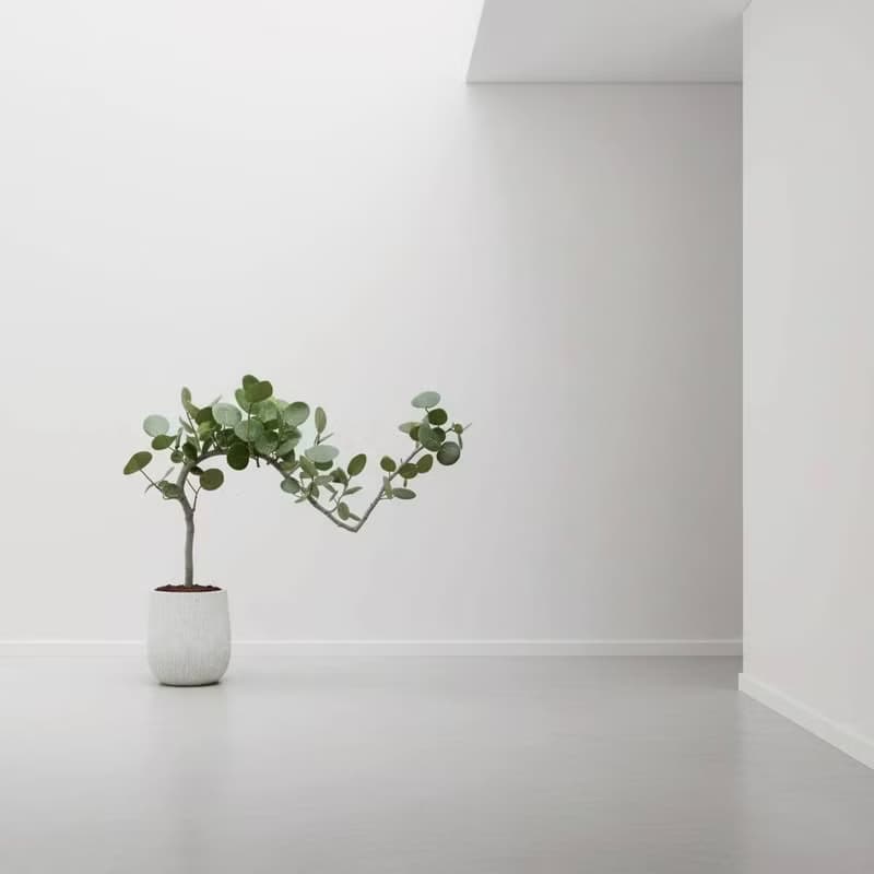 海葡萄 奶白色樹紋落地大盆栽 開幕花盆 觀葉植物 居家裝飾