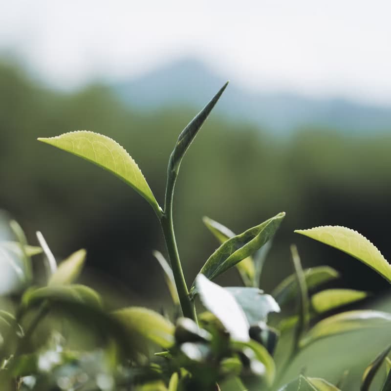 【台灣茶葉】綜合茶包 自然農法 |  南投純淨好茶 3款茶各4包