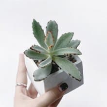 (預購) 白灰漸層系列 | 大可愛 月兔耳 方形水泥多肉植栽