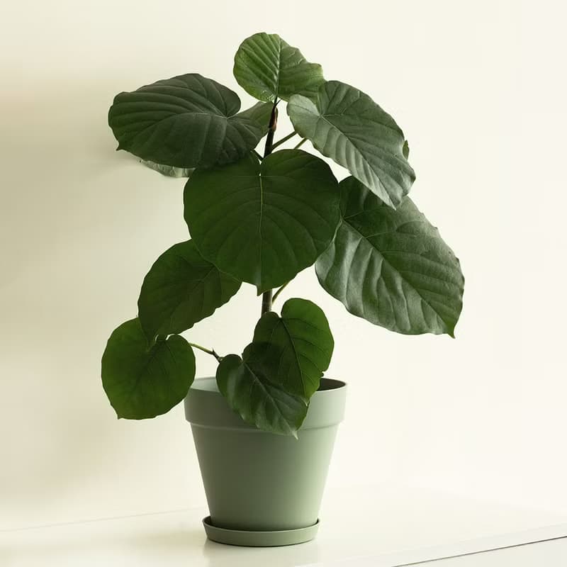 Ficus Umbellata 愛心榕大植栽_荷蘭設計極簡霧面盆