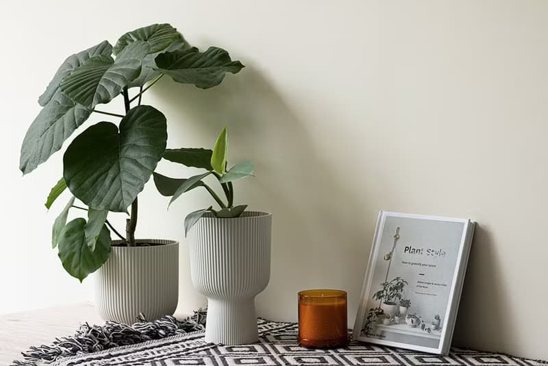 Ficus Umbellata 愛心榕大植栽_荷蘭設計極簡霧面盆
