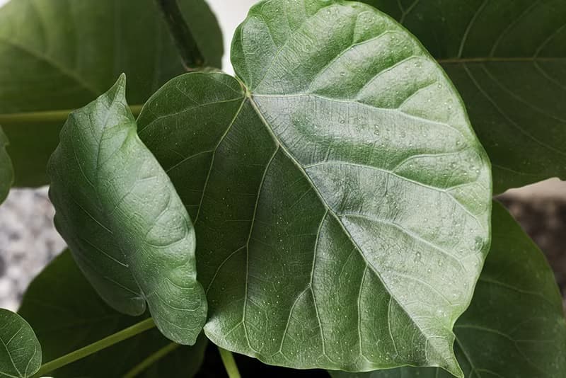 Ficus Umbellata 愛心榕大植栽_荷蘭設計極簡霧面盆