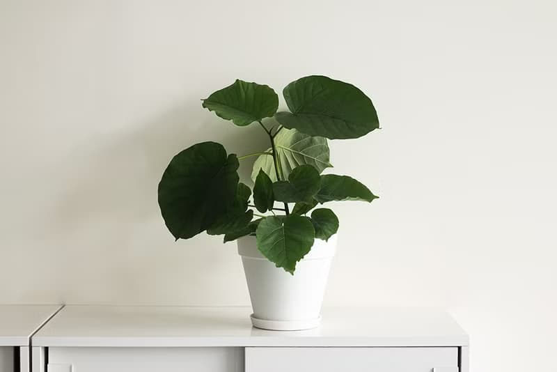 Ficus Umbellata 愛心榕大植栽_荷蘭設計極簡霧面盆