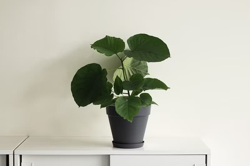 Ficus Umbellata 愛心榕大植栽_荷蘭設計極簡霧面盆