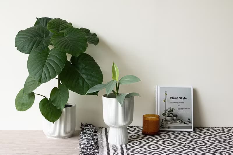 Ficus Umbellata 愛心榕大植栽_荷蘭設計極簡霧面盆