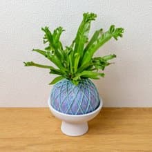 苔球植物 鹿角山蘇粉藍苔球加磨砂高腳缽 苔球 苔玉 禮物