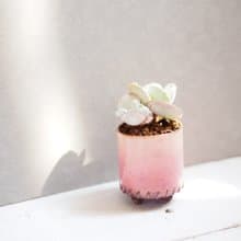 【琺瑯植栽系列-桃夭】  銀波錦  多肉植物 小品盆栽