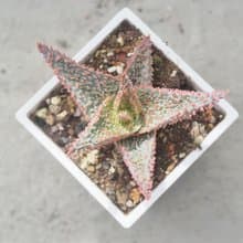 【荳荳多肉】【聖誕卡羅】喬遷│送禮│升遷│多肉植物