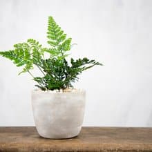 【室內盆栽】兔腳蕨 盆栽 觀葉植物 開幕送禮 升遷送禮 喬遷
