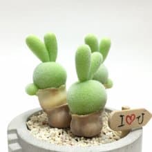 仿生黏土多肉植物 碧光環