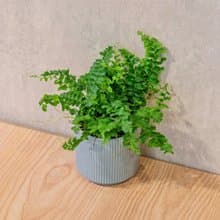 澎澎蕨 莫蘭迪色系直紋陶盆 室內植物 觀葉植物 禮物 盆栽