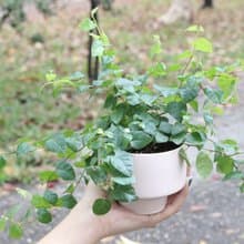 土培植栽│薜荔_室內植物 辦公室盆栽 店內布置 送禮