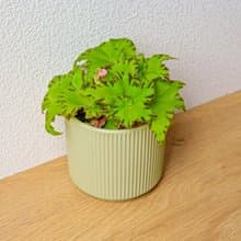 睫毛海棠 莫蘭迪色系直紋陶盆 室內植物 觀葉植物 禮物 盆栽