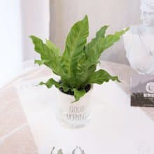 PD169山蘇吸水盆栽/室內植物/懶人植物/環境綠化/居家佈置