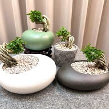 【壽娘子】盆景 鹿角蕨 開幕送禮 室內植物 植物上板 造景