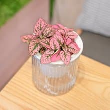 嫣粉蔓  免澆水盆栽 室內植物 觀葉植物  禮物 辦公室小物