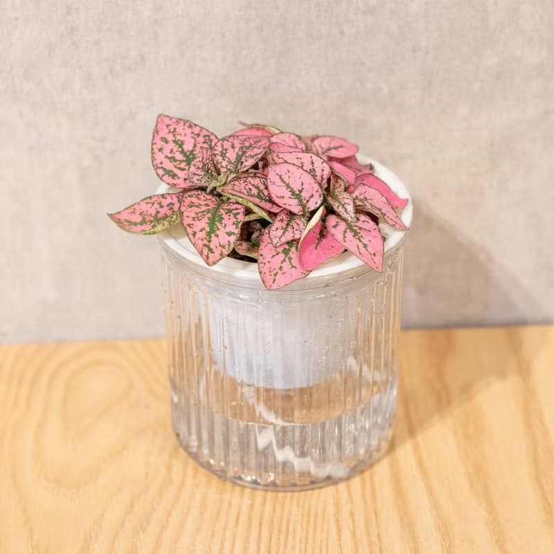 嫣粉蔓  免澆水盆栽 室內植物 觀葉植物  禮物 辦公室小物