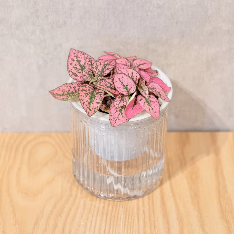 嫣粉蔓  免澆水盆栽 室內植物 觀葉植物  禮物 辦公室小物