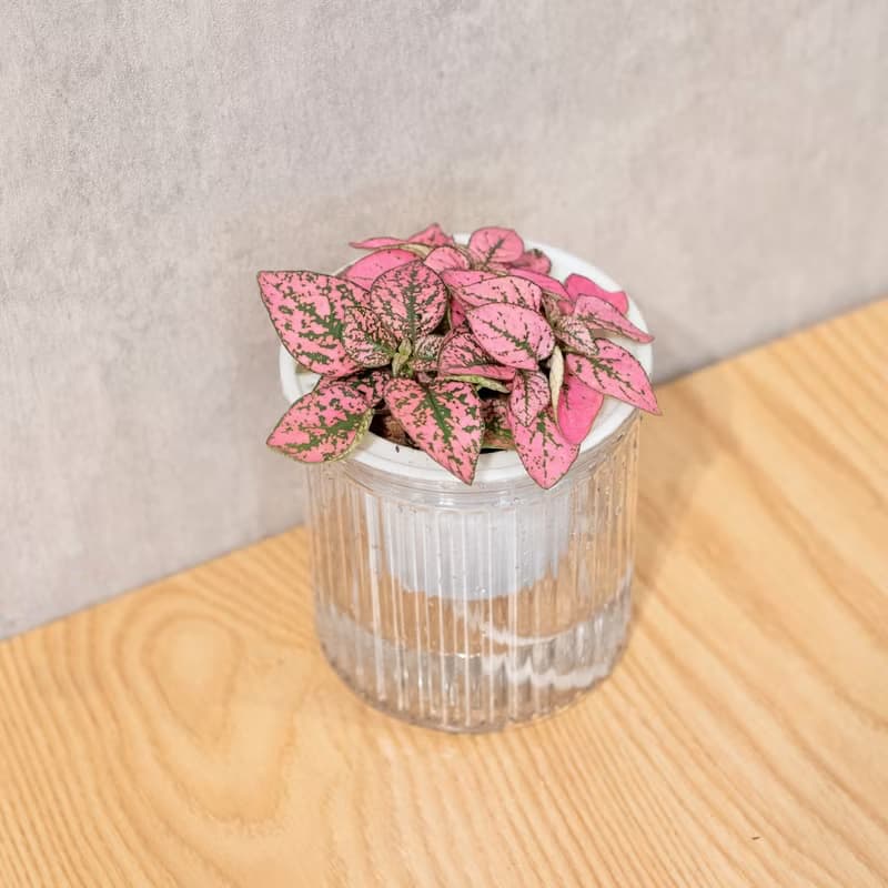 嫣粉蔓  免澆水盆栽 室內植物 觀葉植物  禮物 辦公室小物