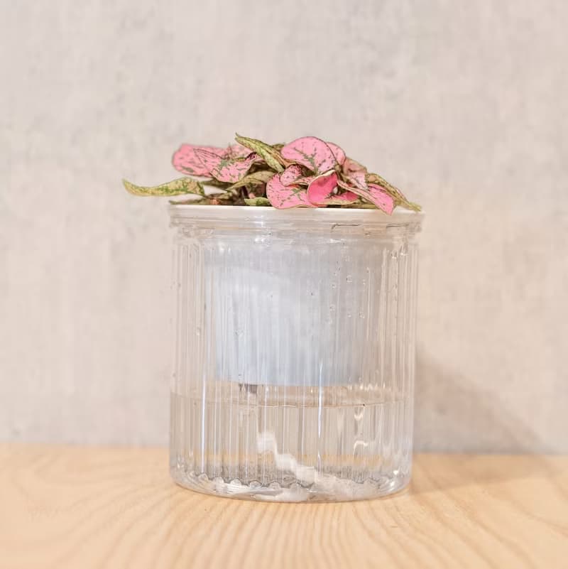 嫣粉蔓  免澆水盆栽 室內植物 觀葉植物  禮物 辦公室小物