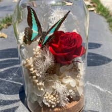 蝴蝶標本玻璃盅-青鳳凰/七夕情人節/乾燥花/生態瓶/鳳蝶/父親節