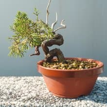 日本素燒盆細魚川真柏盆栽 松柏盆栽 真柏盆栽
