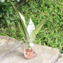 水培植栽│銀后虎尾蘭_室內植物 辦公室盆栽 店內擺設 植栽盆栽