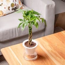 馬拉巴栗植栽 發財樹 免澆水盆栽 室內植物 觀葉植物 辦公室小物