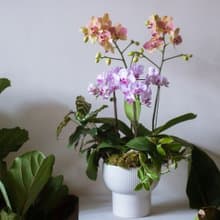 粉綠蘭花中型盆栽 | 榮升 | 開幕送禮 | 居家佈置