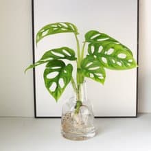 新品特價 水培植栽│洞洞蔓綠絨_室內植物 辦公室盆栽  植栽盆栽