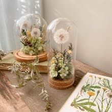 蒲公英永生花 蒲公英標本  玻璃罩盅
